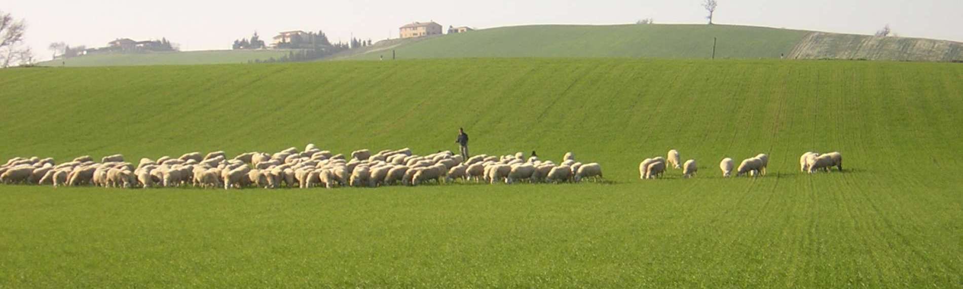 Mix 5 - Fodder mixtures